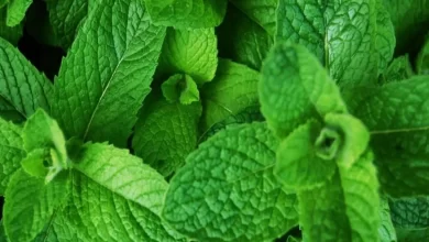 Cultivar Hortelã em Casa