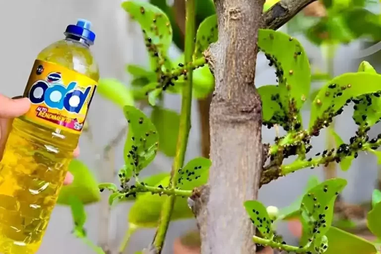 Como eliminar as praga das plantas utilizando detergente de cozinha