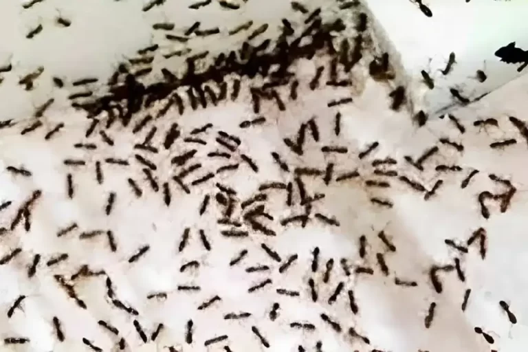 Espantar formigas da cozinha